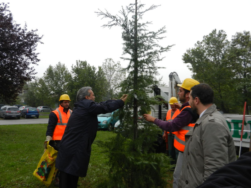 Verde pubblico, 500 nuovi alberi: si comincia dai 3 cedri di via Ragazzi del '99