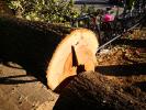 albero caduto viale roma