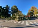 albero caduto viale roma