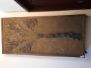Palma fossile di Bolca donata da Luciana Marchisio Lampertico